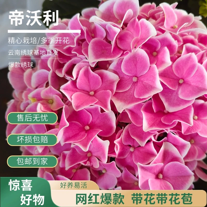 【帝沃利】 粉色 绣球花 绣球绿植 盆栽 老桩 包邮 基地直发