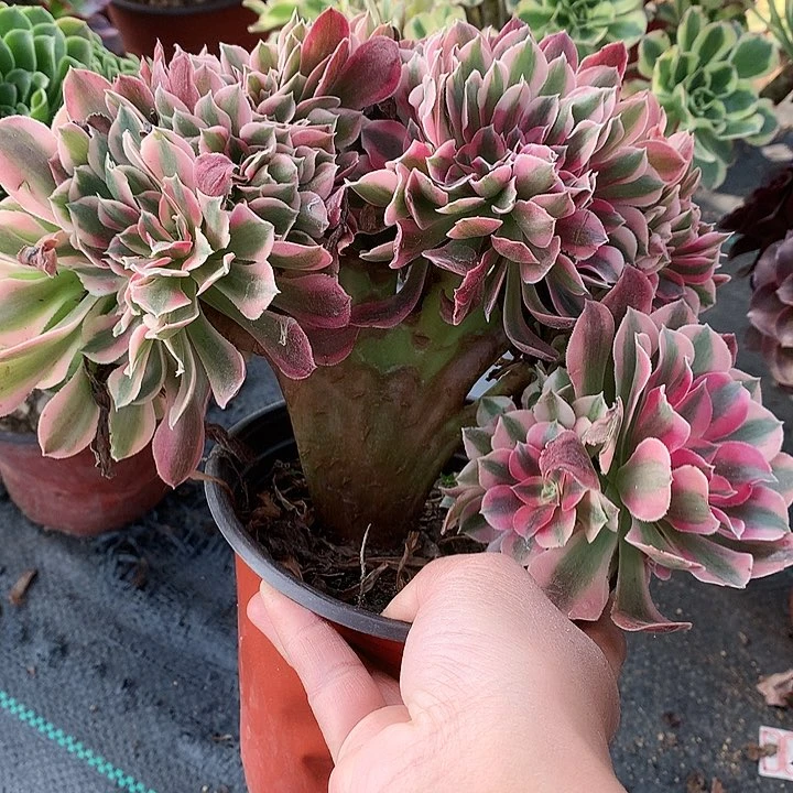 600女巫缀化多肉植物