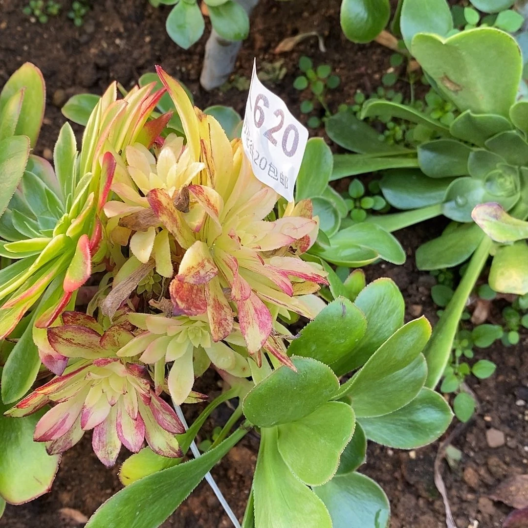 620莫兰迪砍过嫁接多肉植物