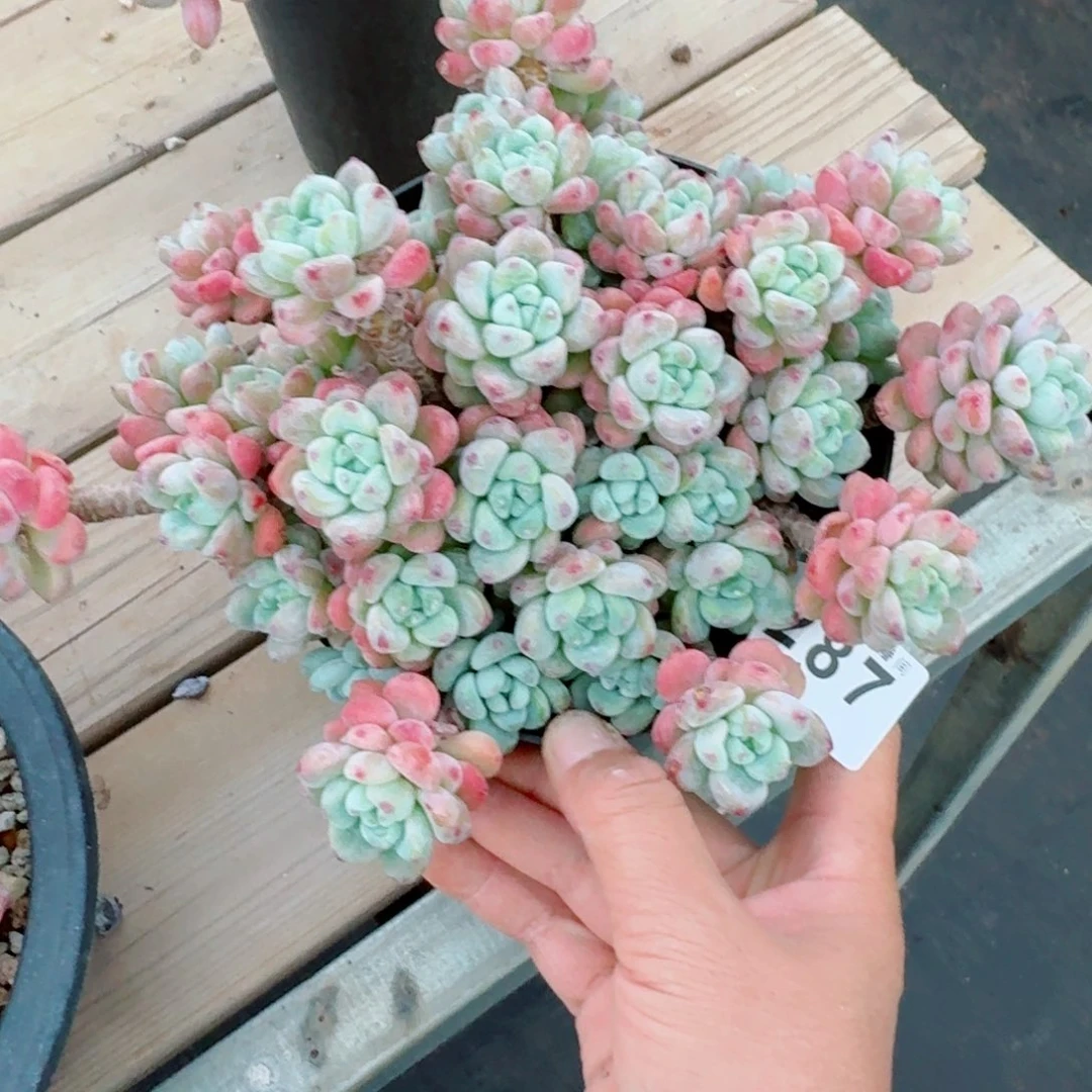 劳尔群生整装无砍