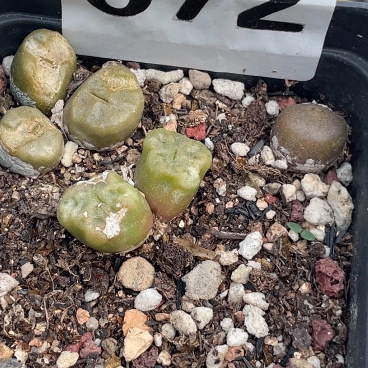 完全开放672烧麦带盆