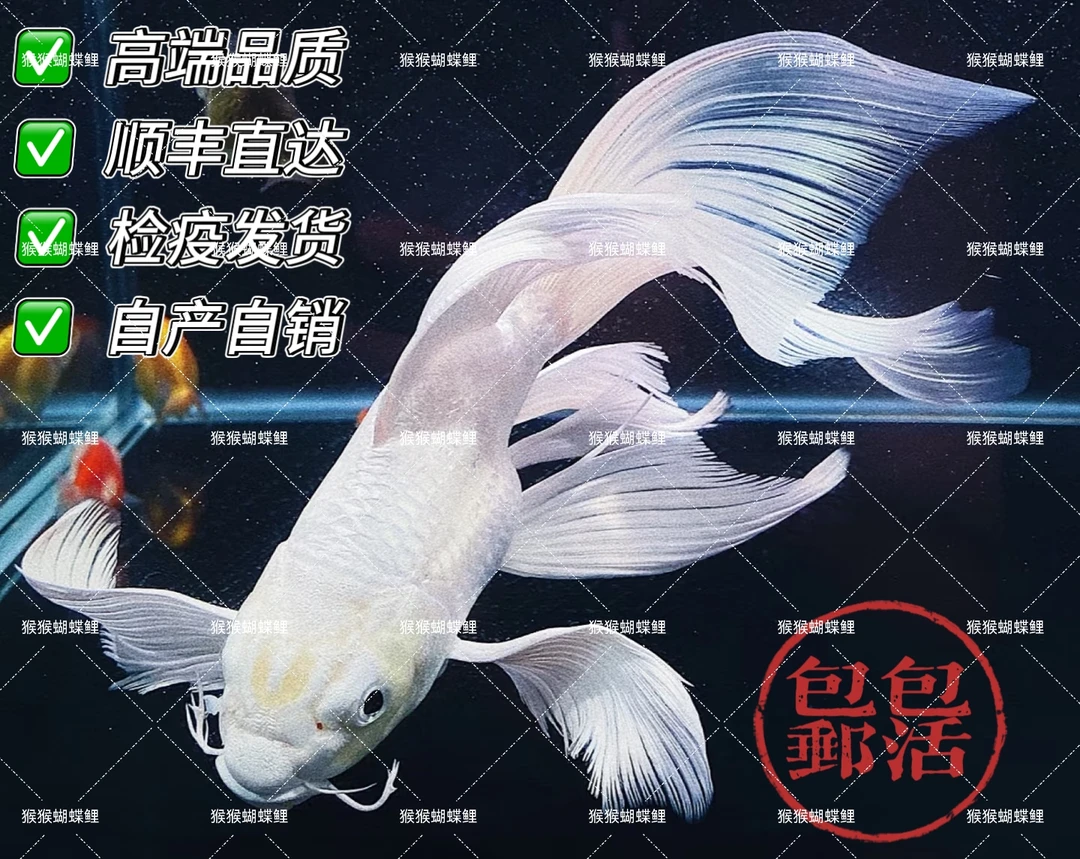 ②主播改价专用-【猴猴蝴蝶鲤】