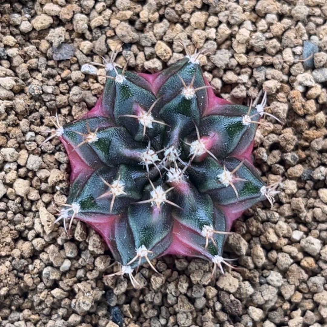 泡泡糖 米哈仙人球