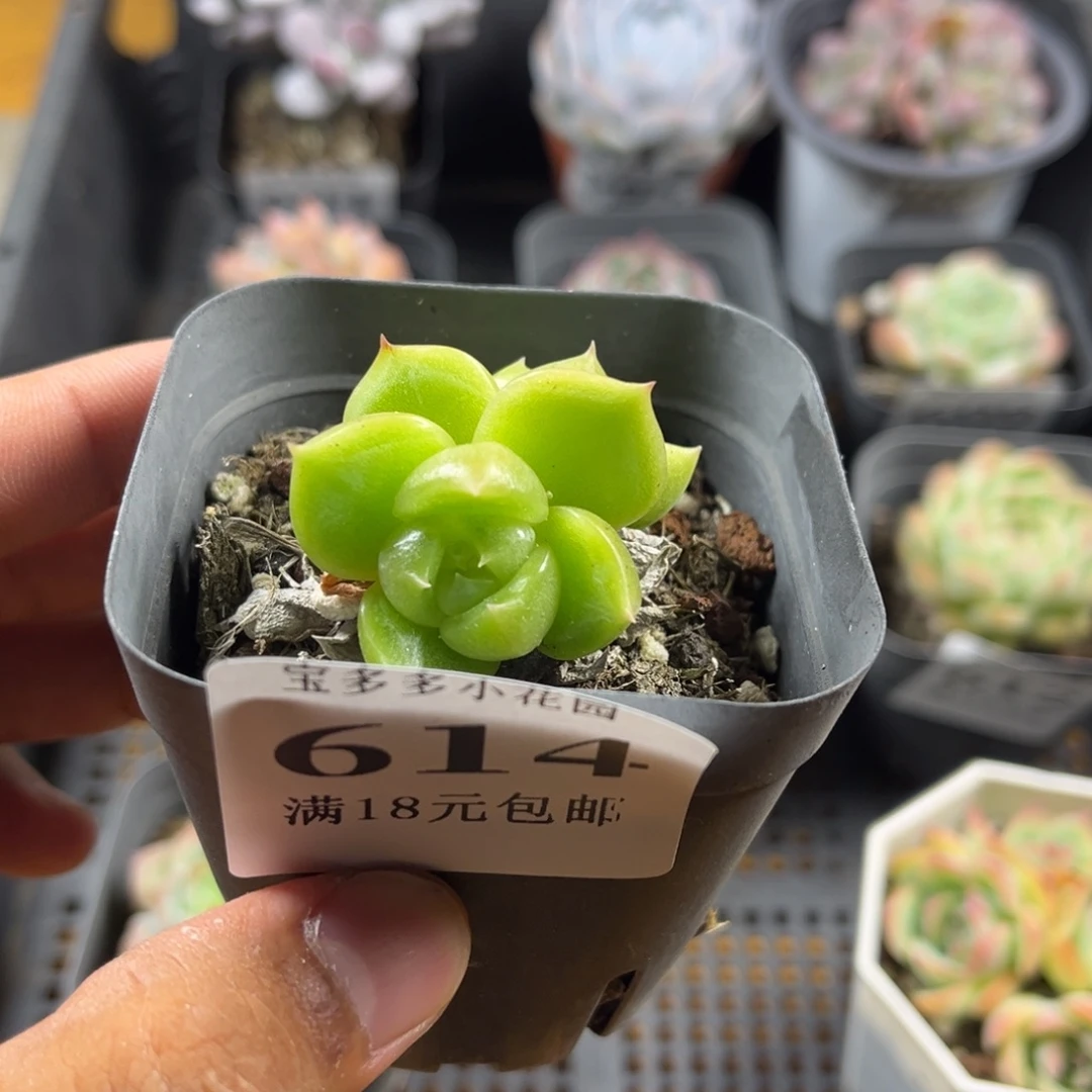 双头绿透珍妮到手一颗满18包邮满26送一颗精品小肉肉