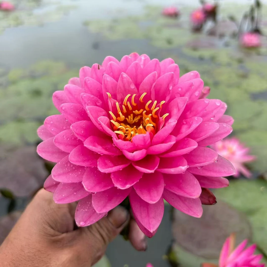【马克尼姆】耐寒睡莲大花丰厚型带花带花苞池塘庭院水培植物