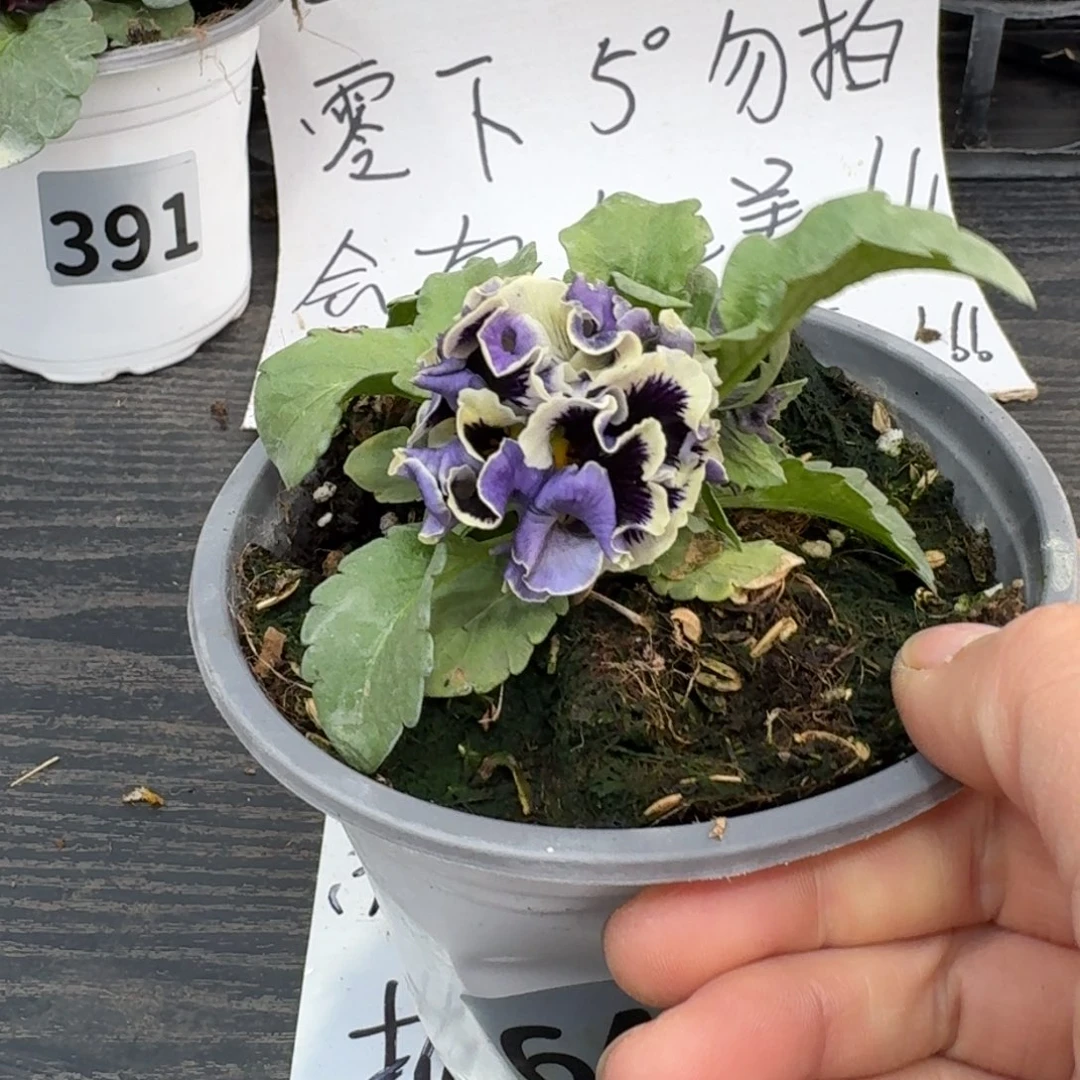 全部花朵646号德古拉