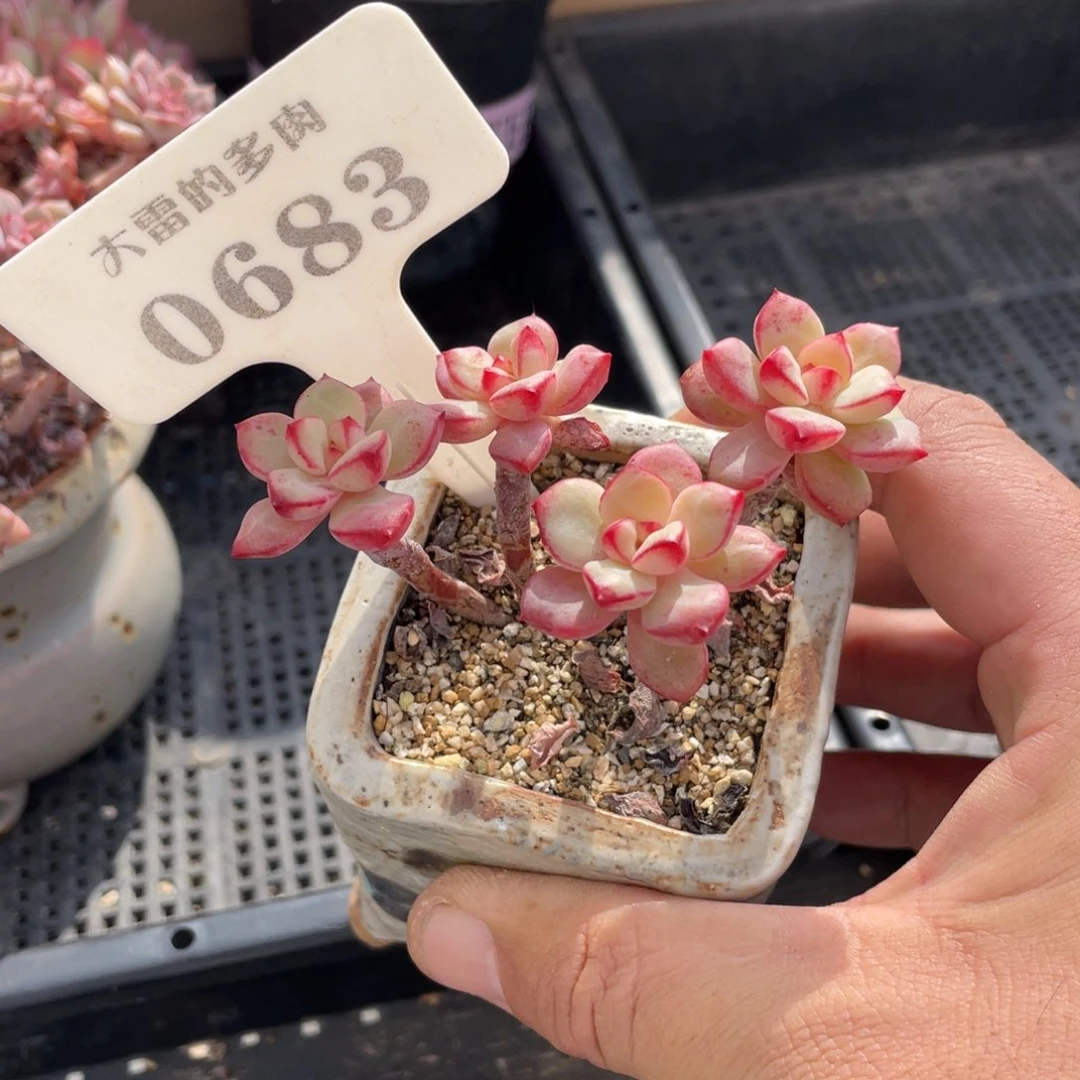 0683探戈不带盆7厘米