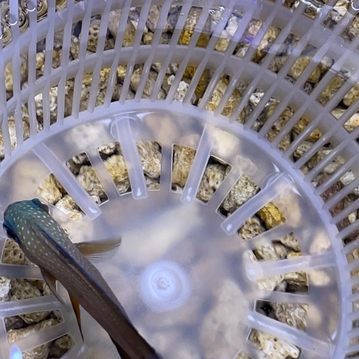 海水鱼食台吊一条顺丰包邮