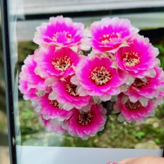 10丽花魅影歪无根侧芽3公分左右20包邮