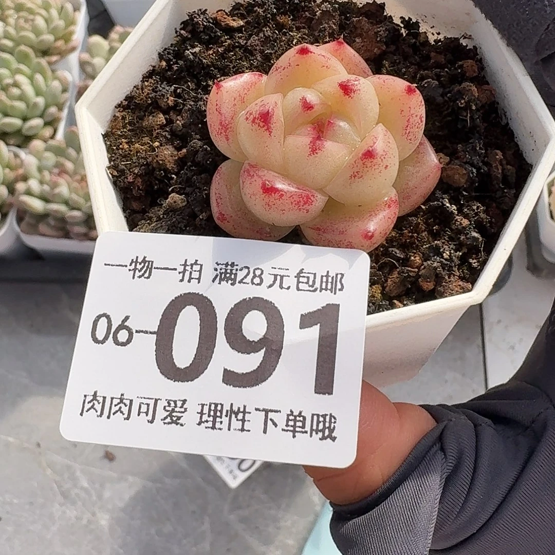 M100无盆土发货无