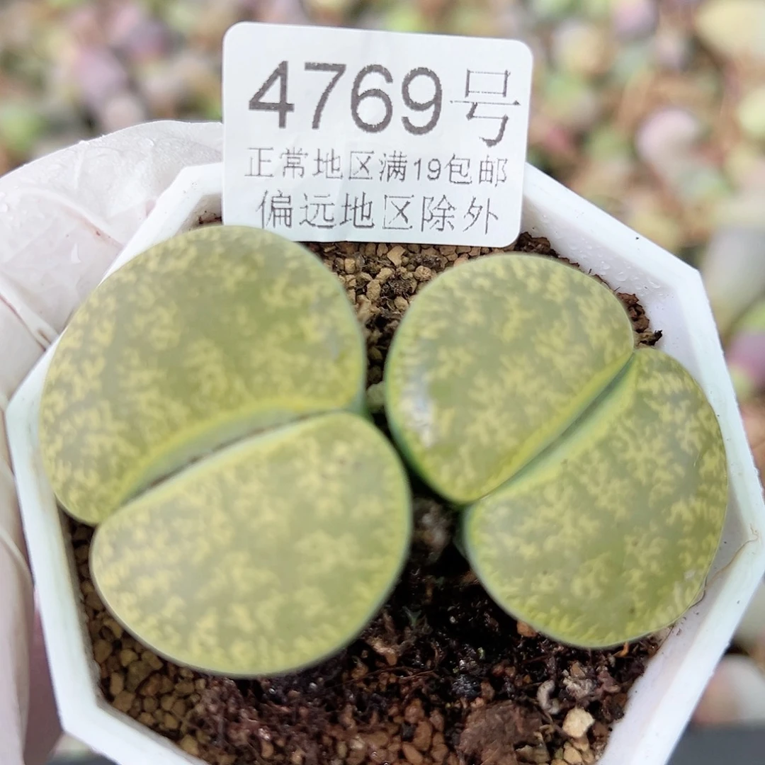 4769 好养易活生石花大母本