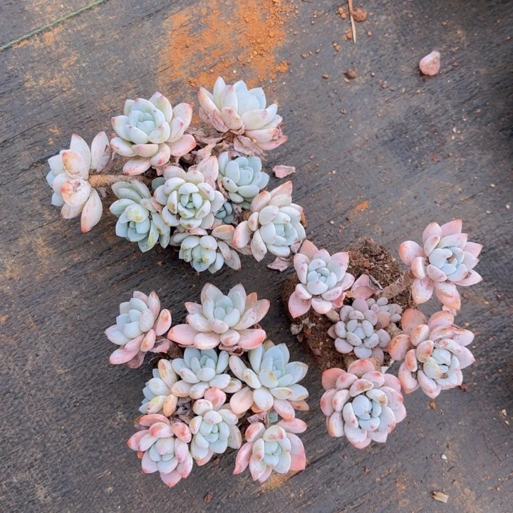 太累了咯图摸摸鱼图痛苦了