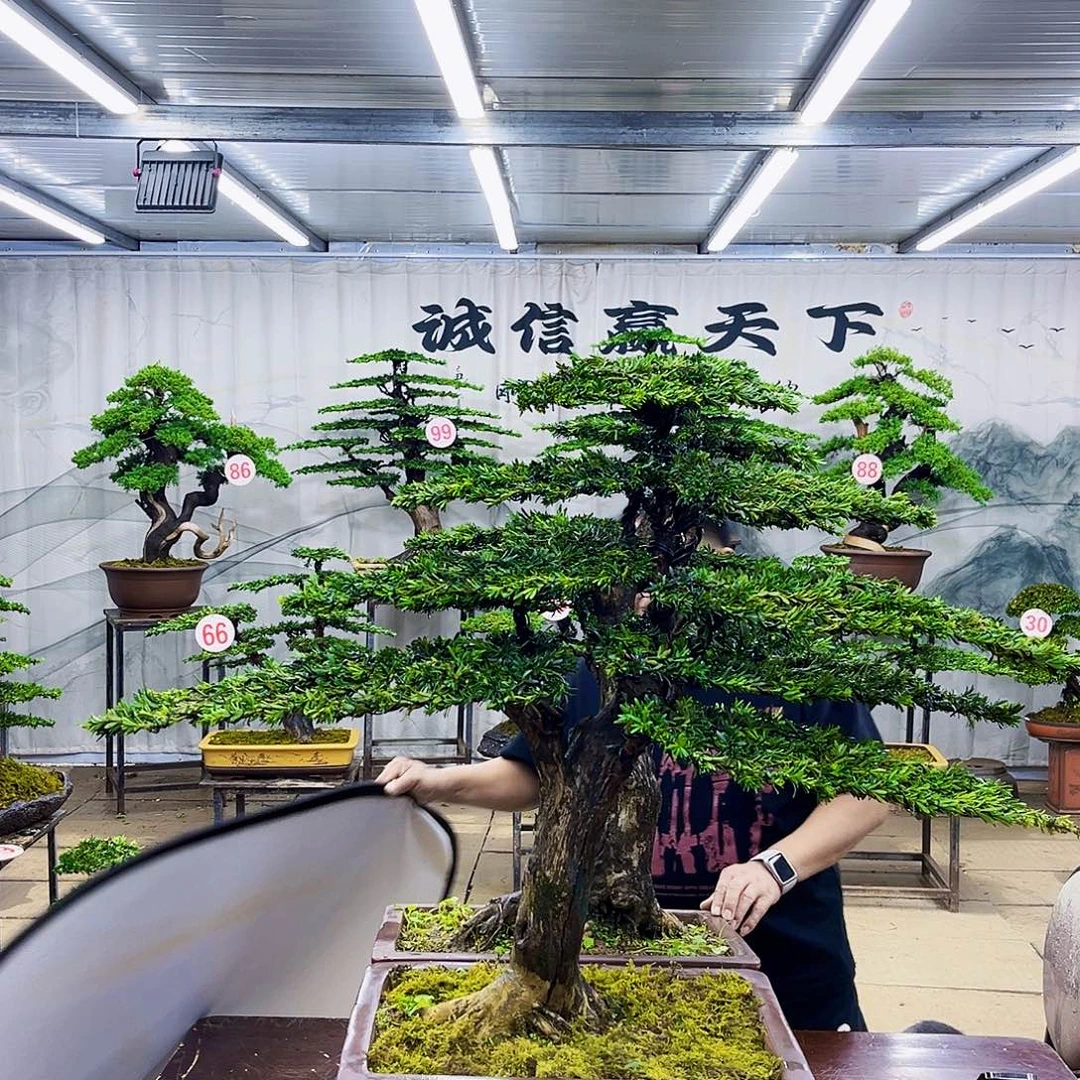 无花朵罗汉松盆景专场直播