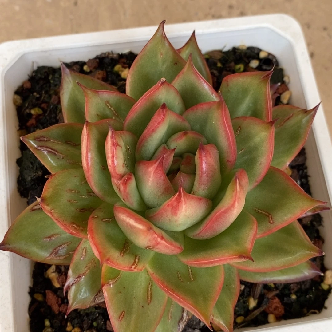 无花朵东云锦多肉植物