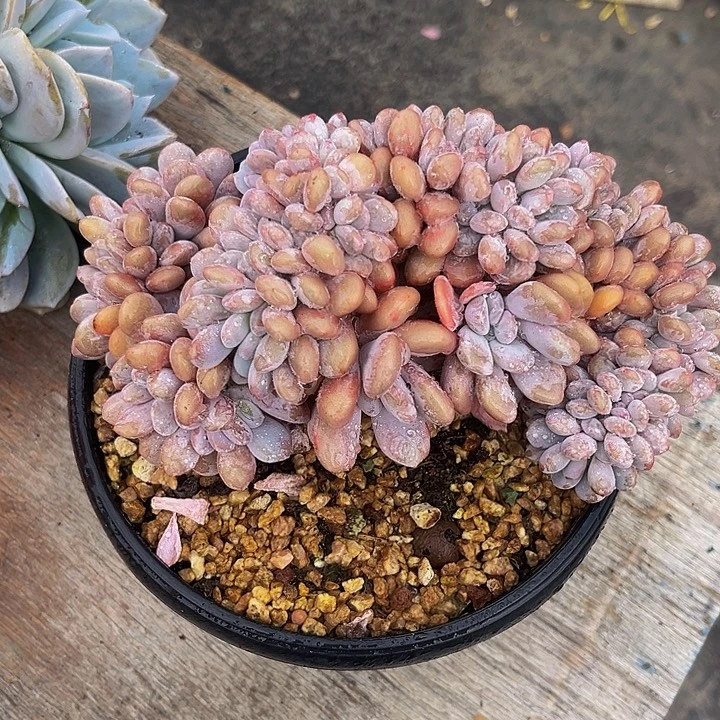 多肉植物粉兔缀化
