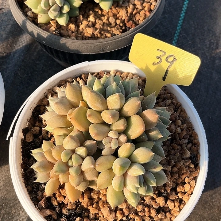 红家牙39号码牌子的话题