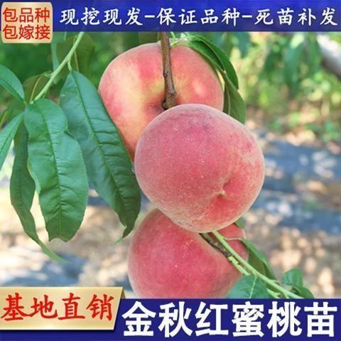 金秋红蜜桃树苗正宗嫁接新品种果树苗晚熟桃子苗南北方种植桃苗