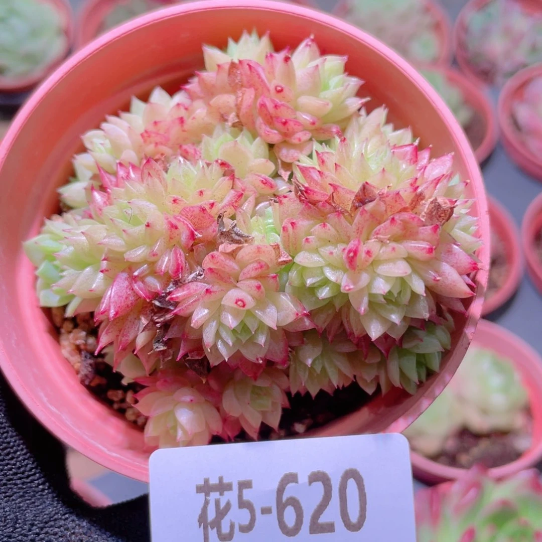 花利美5-620麦秆