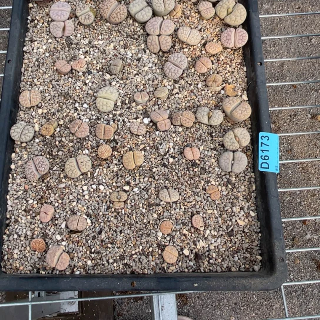 世***枪6173筐福利不售后