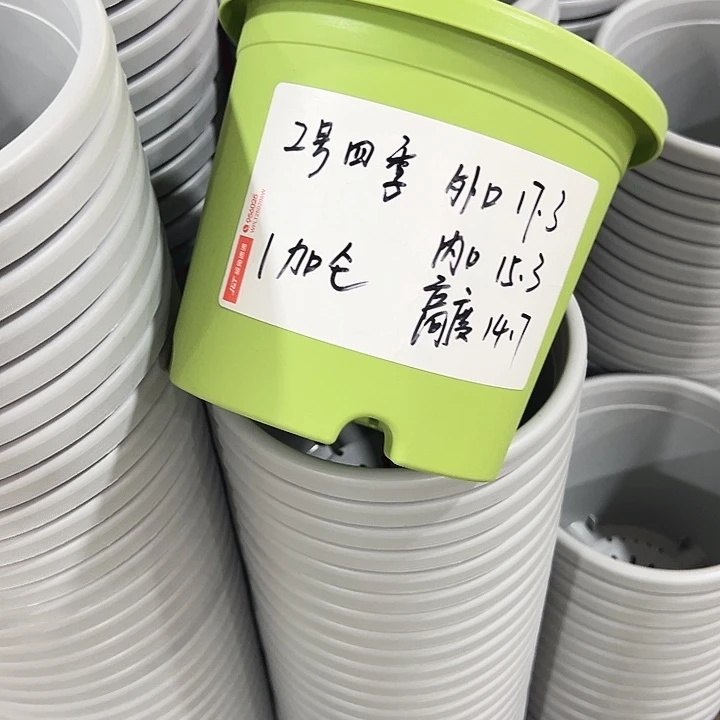 特价2号四季口17.3高14.7果绿无托10只