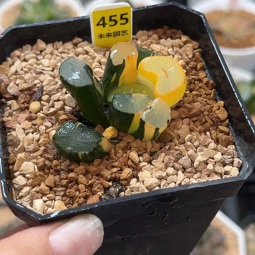 455大明湖万象锦，