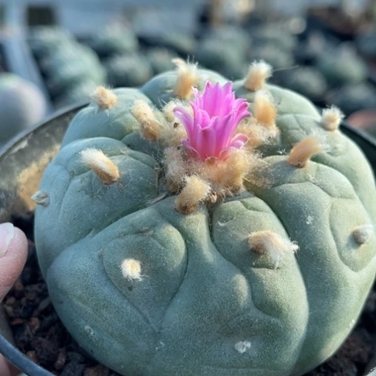 当前无花栽培后可以开花实生海鲜兜