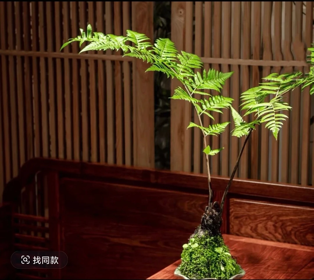 （紫萁蕨）室内精品绿植禅意茶室好养易活意境感十足水培土培都可以