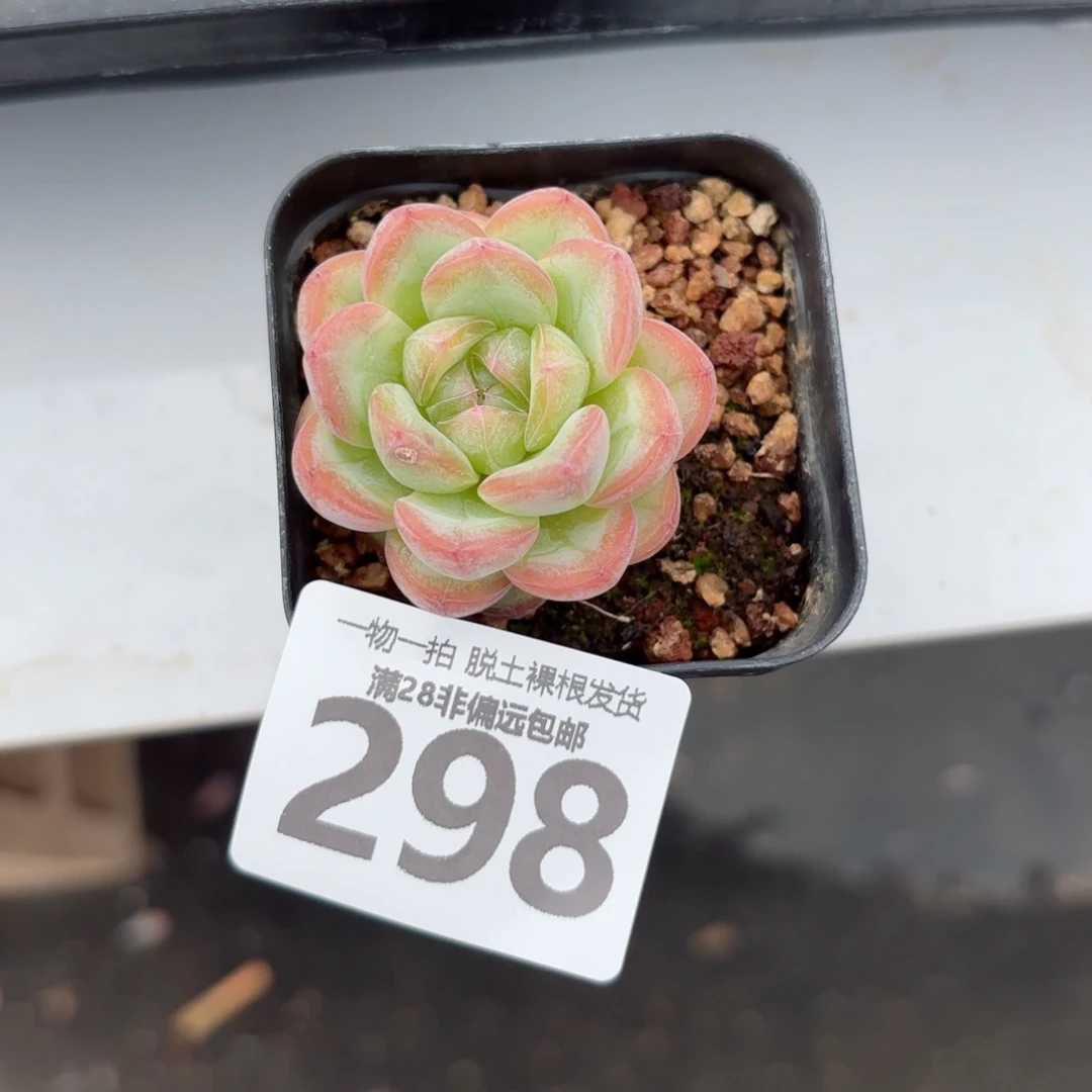 星星珍妮单头无盆土发货