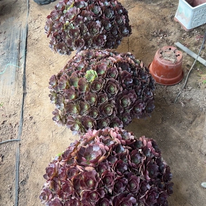 38.8黑体万圣节一颗