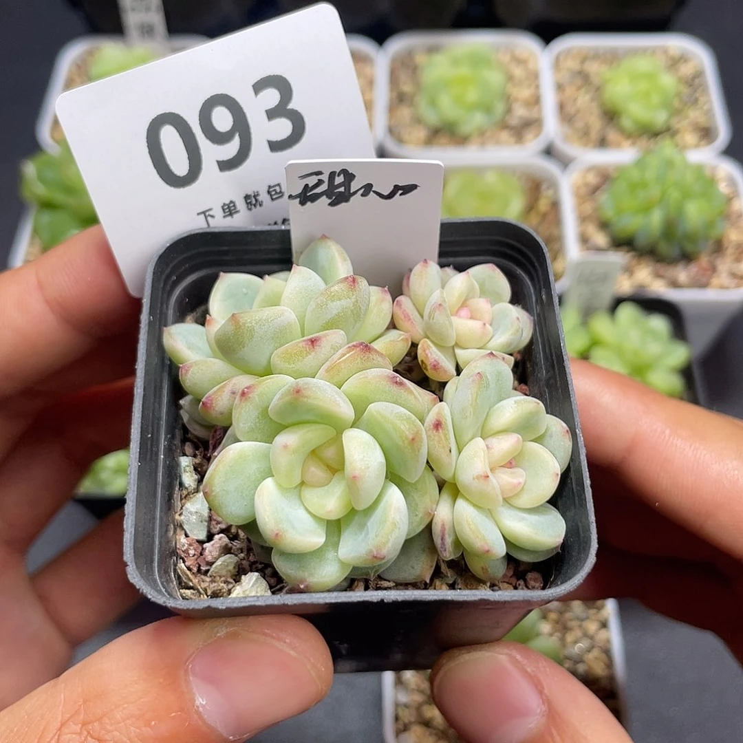 四头甜心一物一拍093