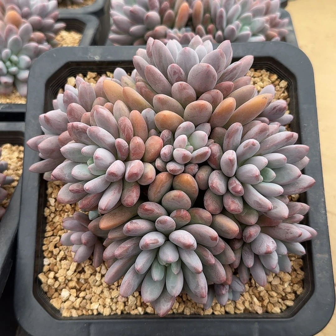 彩蛋整无砍群生多肉