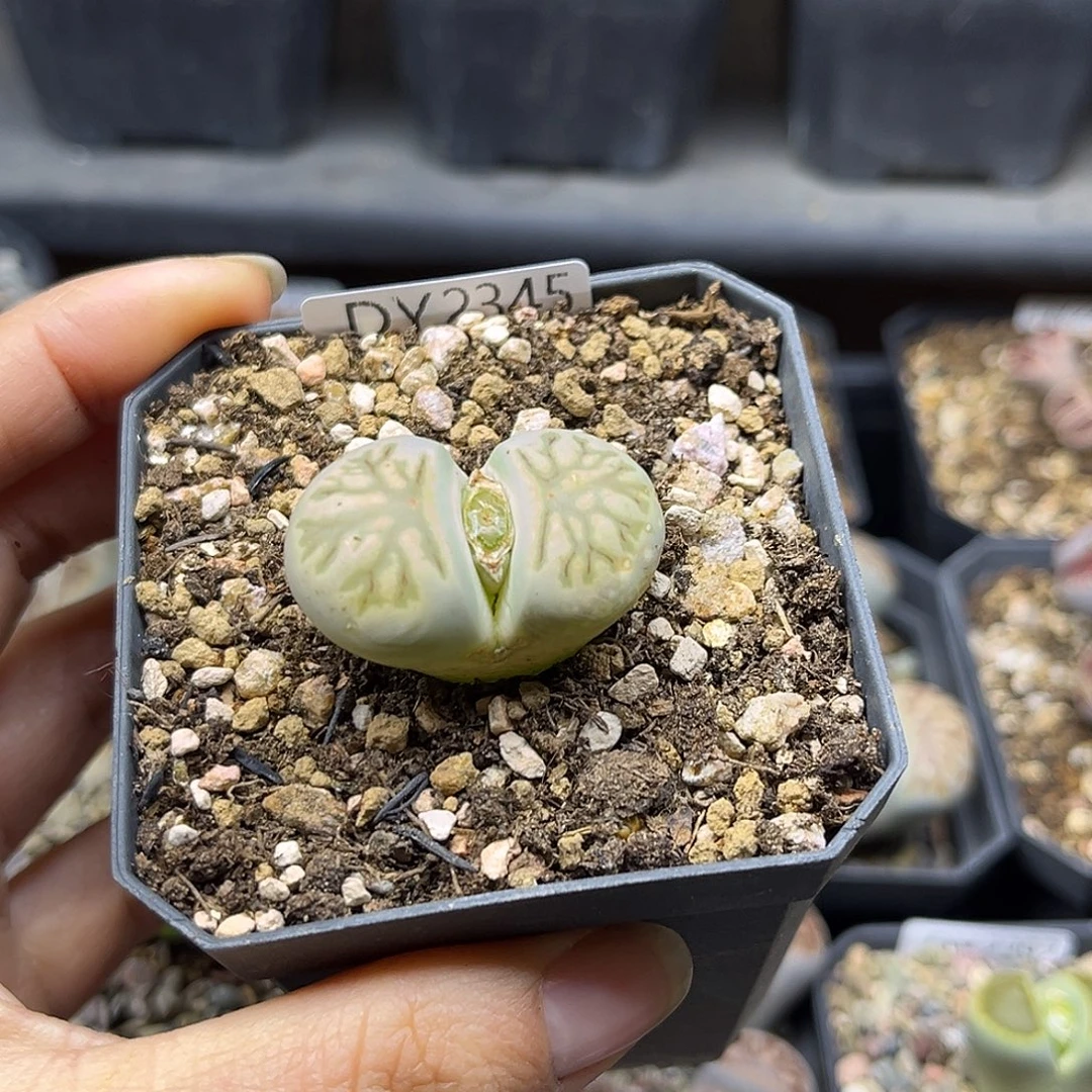 一物一拍菊母本2345绿体菊