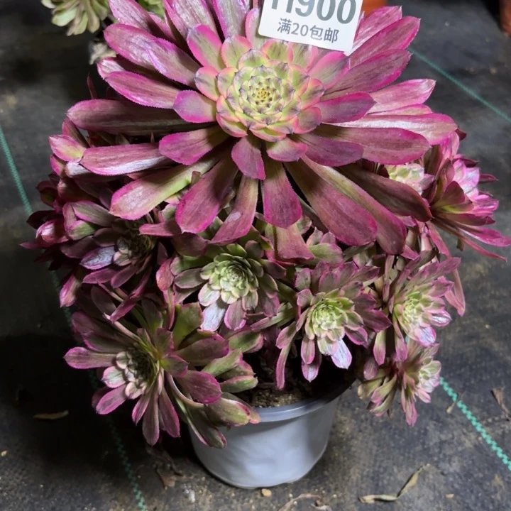 瑞妈多肉园艺900