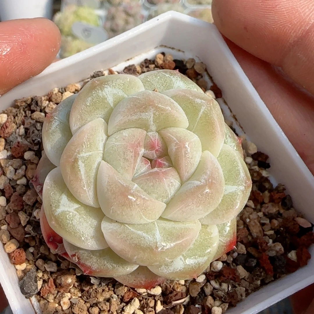 【闪购商品】0118-149糖心福利
