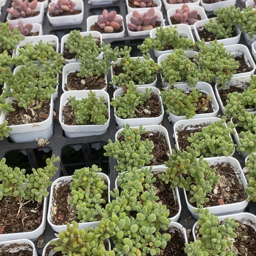 冰晶枝干一盆量拍多肉满20元包邮满26送一颗下午发