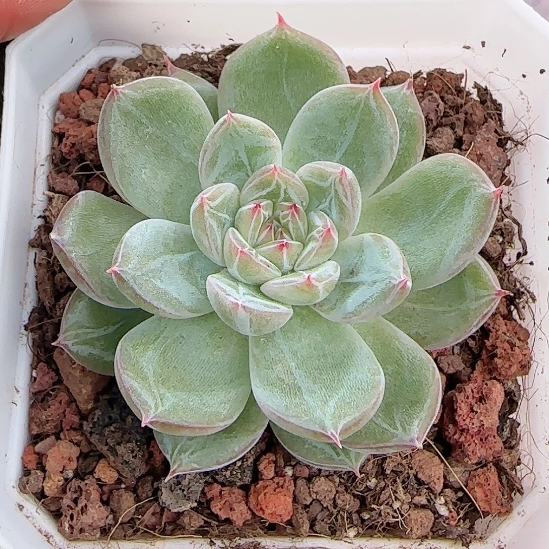 多肉1011--372雪花珍妮