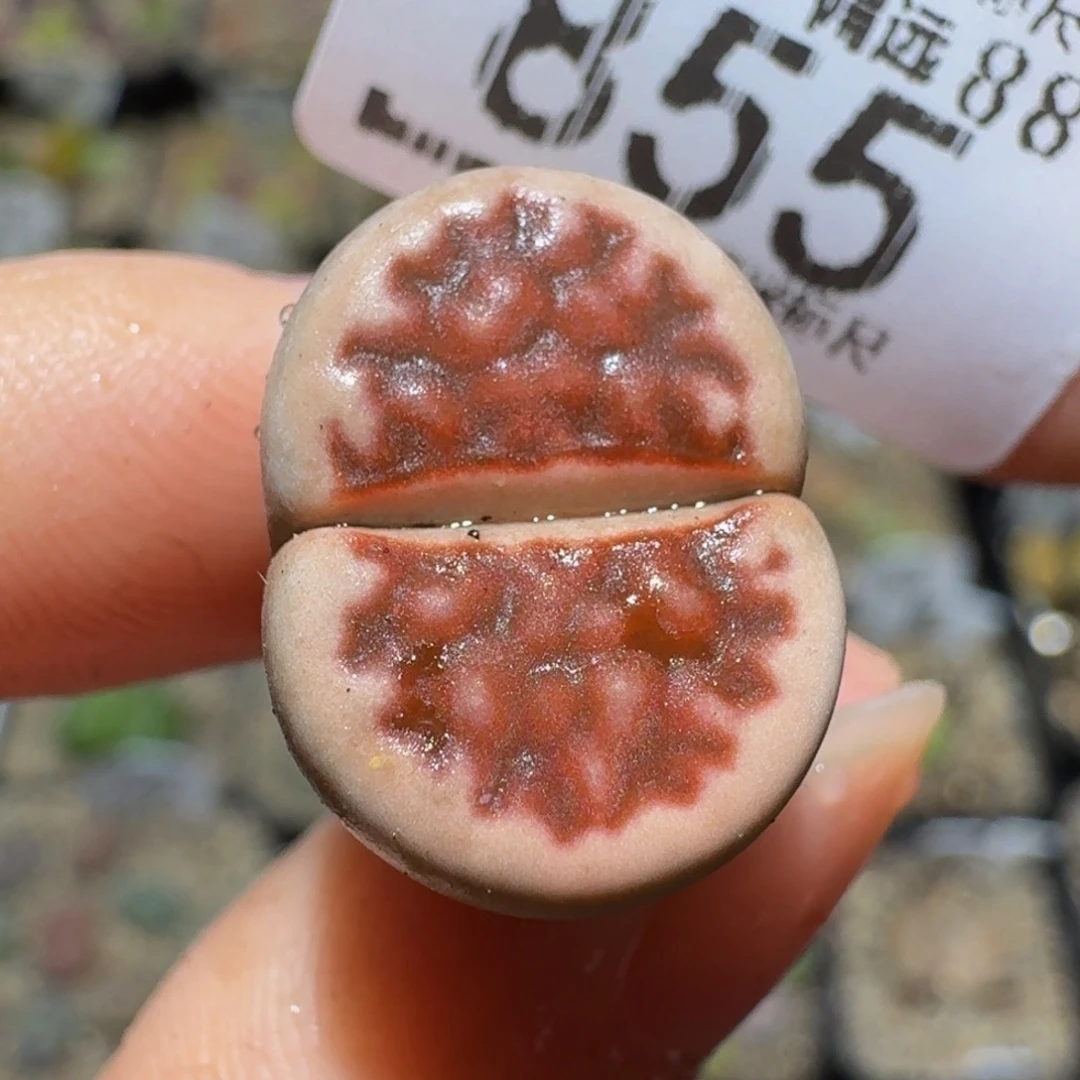 Ssss精品生石花855