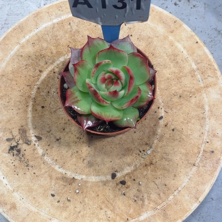 ྅***྅惊鸿仙子多肉植物A131