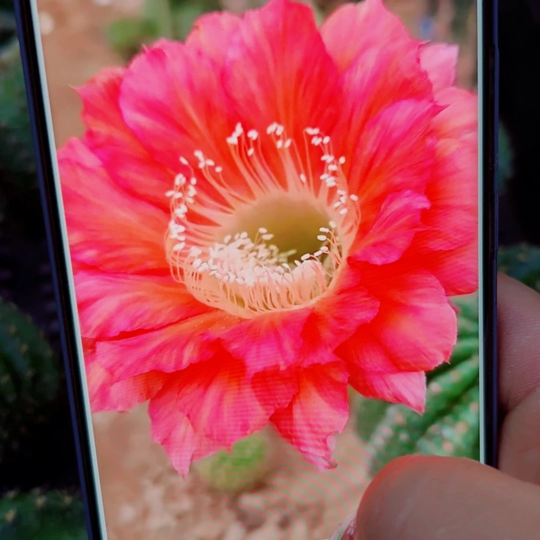 下19彩草莫奈歪无根侧芽4公分左右20包邮