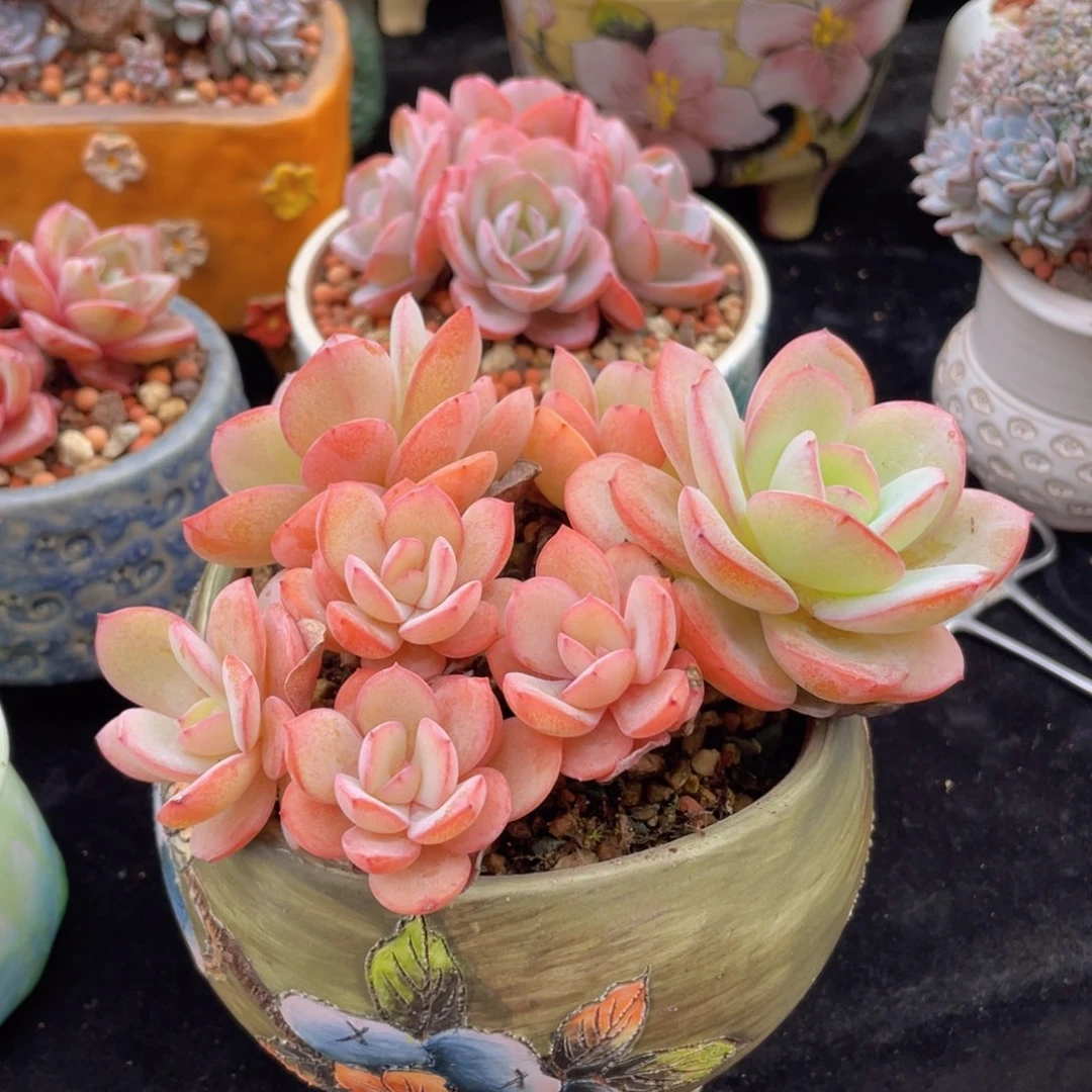 家***童5678888999999999900