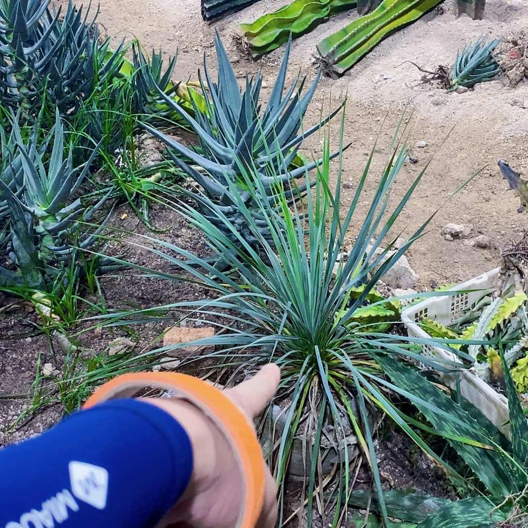 无花朵二*哥0000000000000000