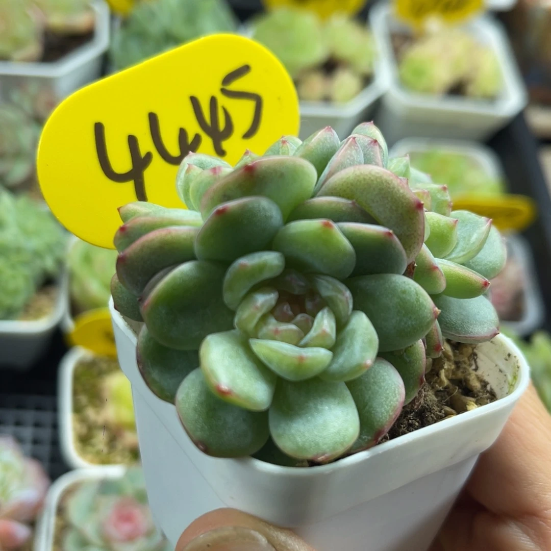 芙汐珍妮3头群4445