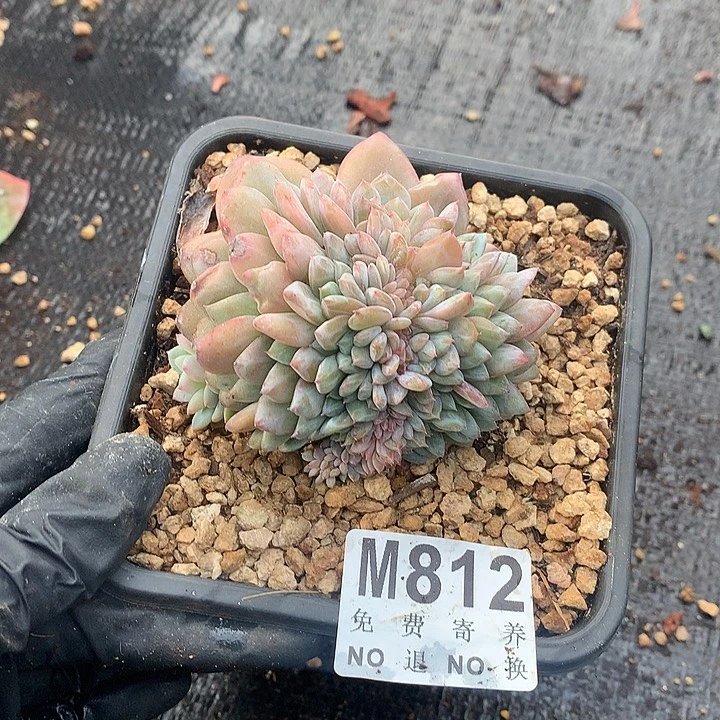 星星橙缀化 有侧切
