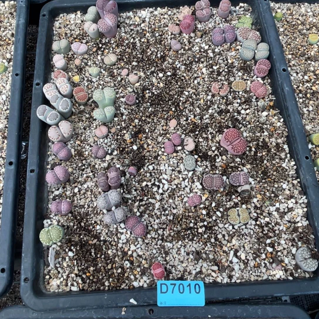 亮***-7010筐福利不售后