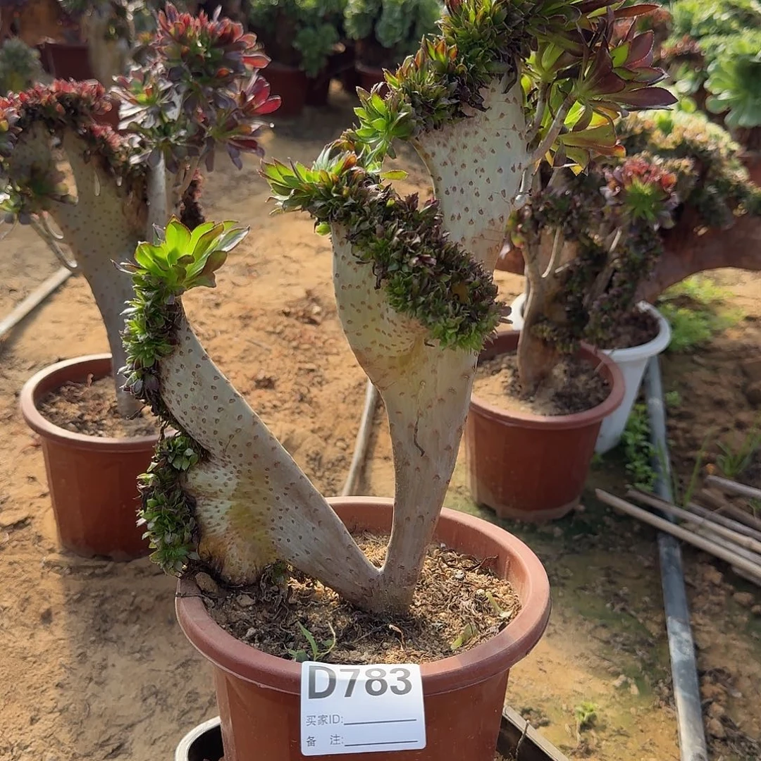 783黑大师洗了一颗微瑕满28包邮