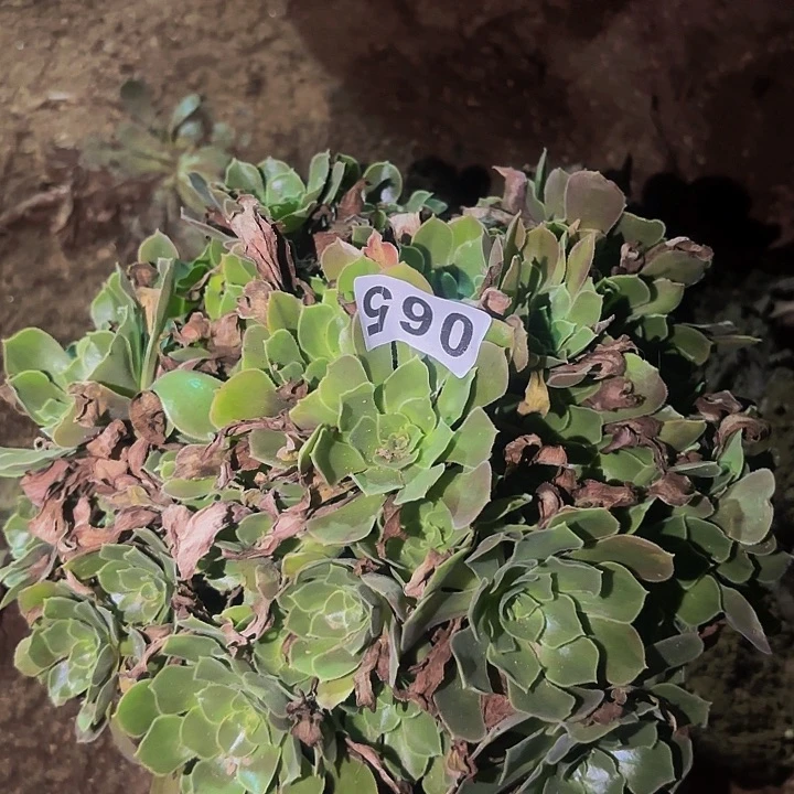 065香妃多肉植物不售后