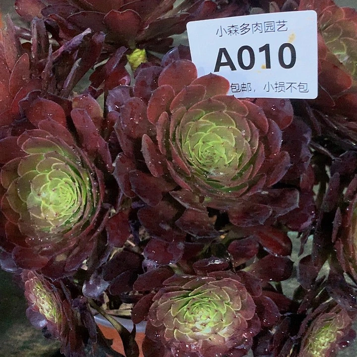 开****天010铜壶多肉888888