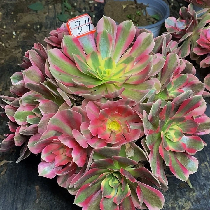 七彩石老桩捧花法师84号