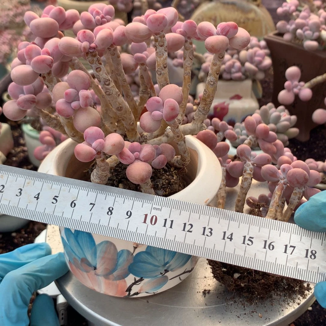 珊***390感不带盆偏远的不包邮的有瑕疵
