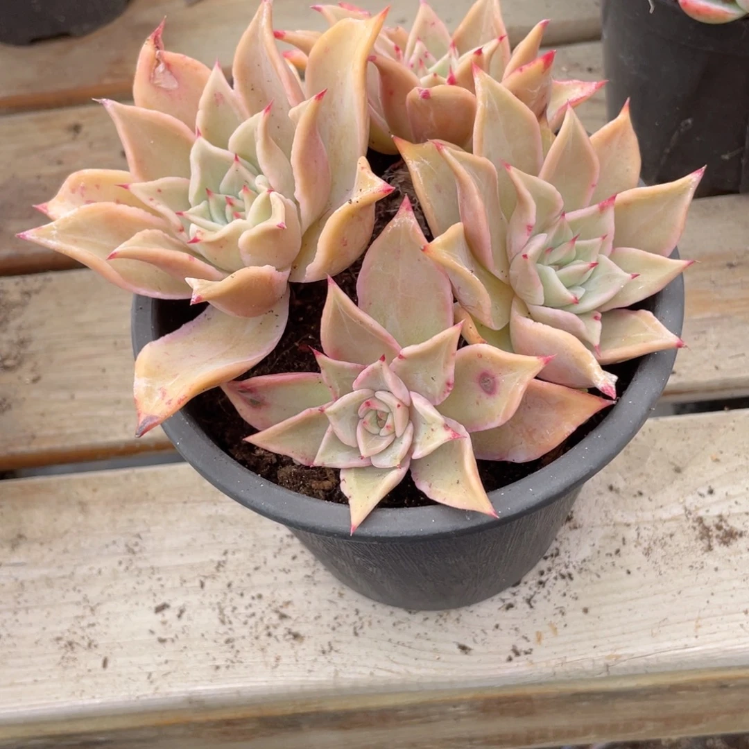 0704 饺子皮  六月六